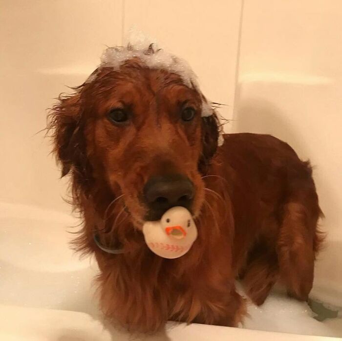 A golden retriever with soapy fur holding a rubber duck in its mouth during bath time.