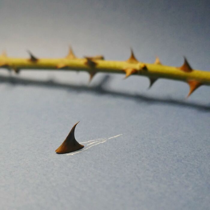 A single thorn becomes a shark fin in a creative playful illustration.