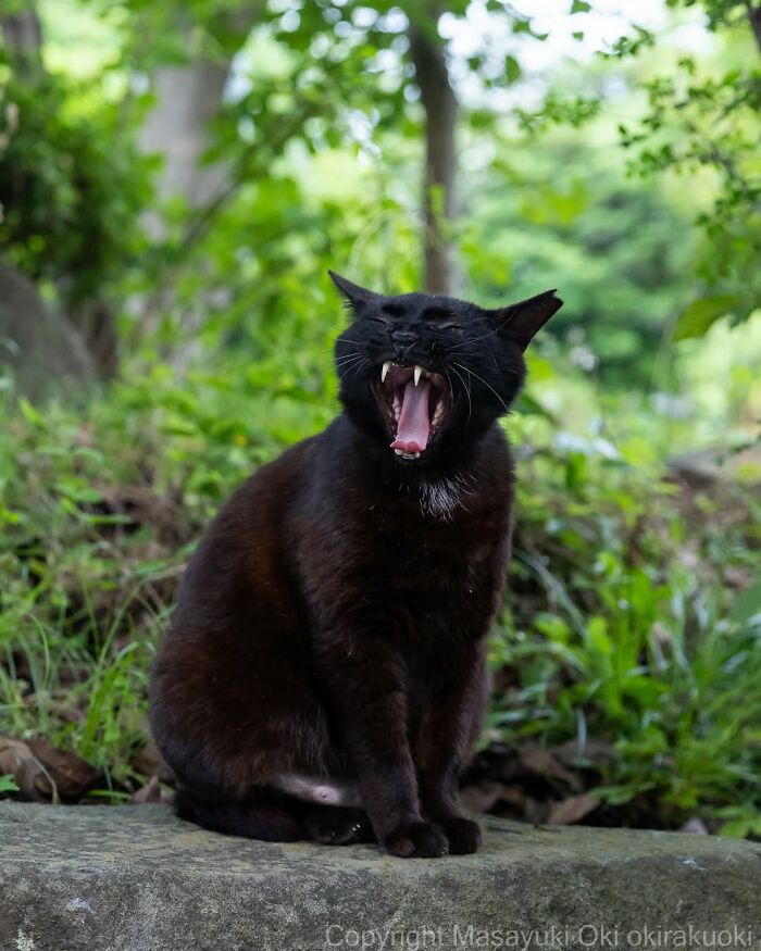 A black cat sitting outdoors with its mouth wide open in a yawn, showing its fangs, one of Masayuki Oki's expressive black cats.