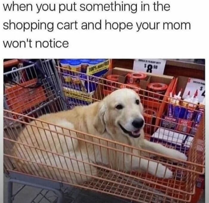 Funny dog memes featuring a golden retriever sitting in a shopping cart with a hopeful expression