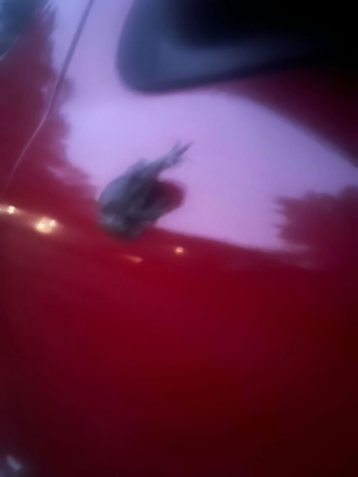 Blurry wildlife photo of small frog on red surface