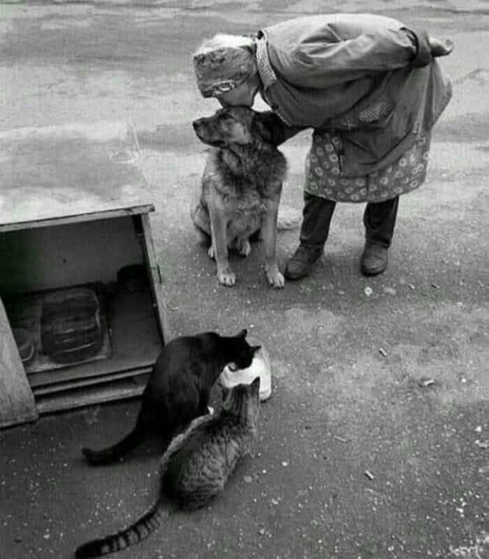 An elderly woman kisses her dog while two cats wait for food in a classic vintage cat photo.