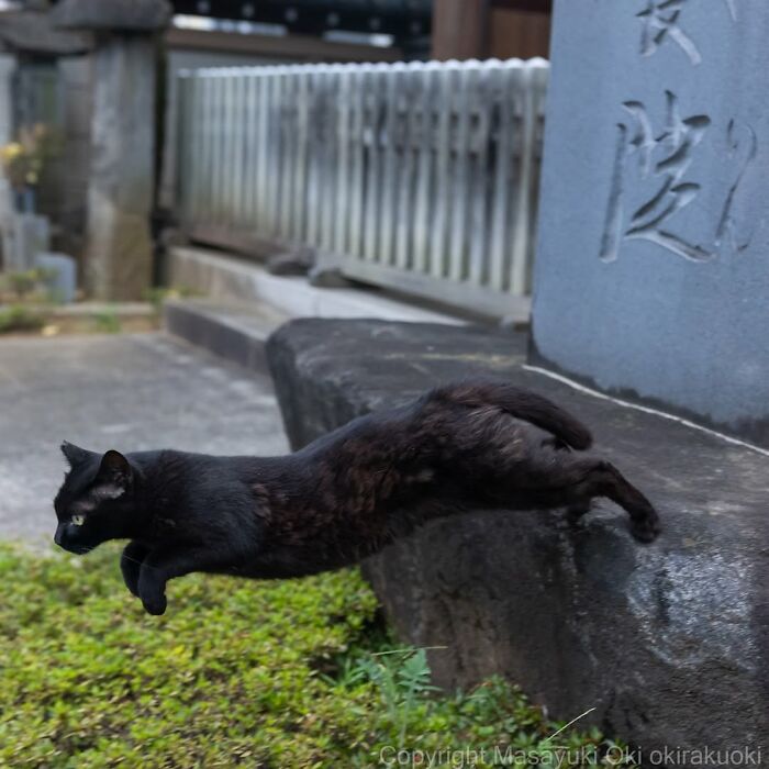 A black cat captured mid-air, jumping from a stone ledge, showcasing the agility of street photographer Masayuki Oki's black cats.