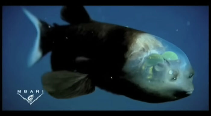 A barreleye fish with its transparent head, showcasing discoveries at the bottom of the ocean.