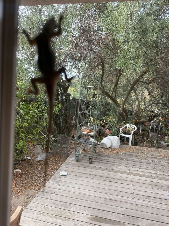 Close-up of a lizard on a glass door with garden background