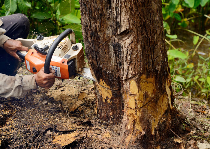 A person cutting down a tree with a chainsaw, depicting an unexpected end to a life story.
