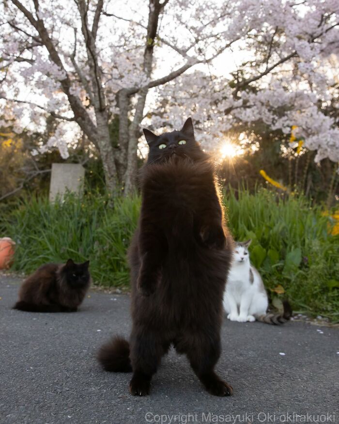 A fluffy black cat stands on its hind legs under a cherry blossom tree, with other black cats in the background. Street photography.