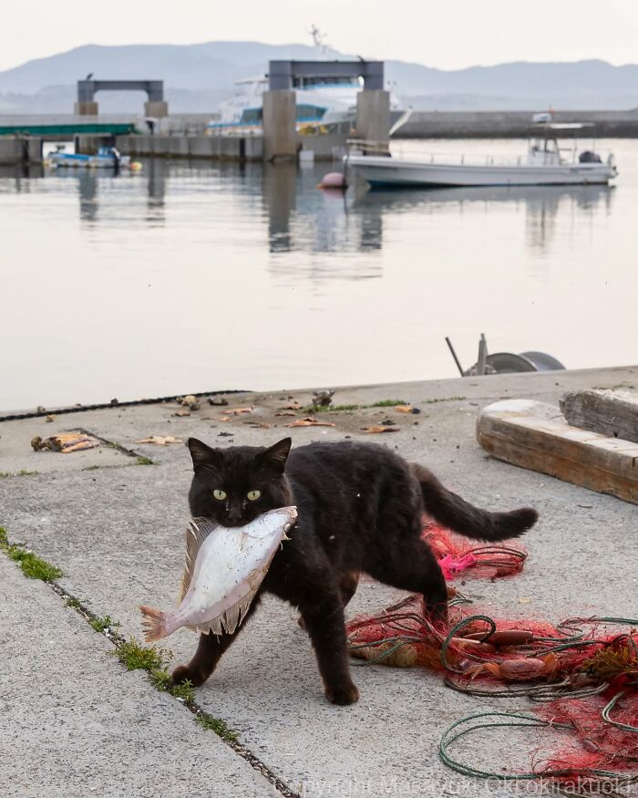 A black cat walks on a pier, carrying a fish in its mouth, with boats in the background. Street photography of black cats.