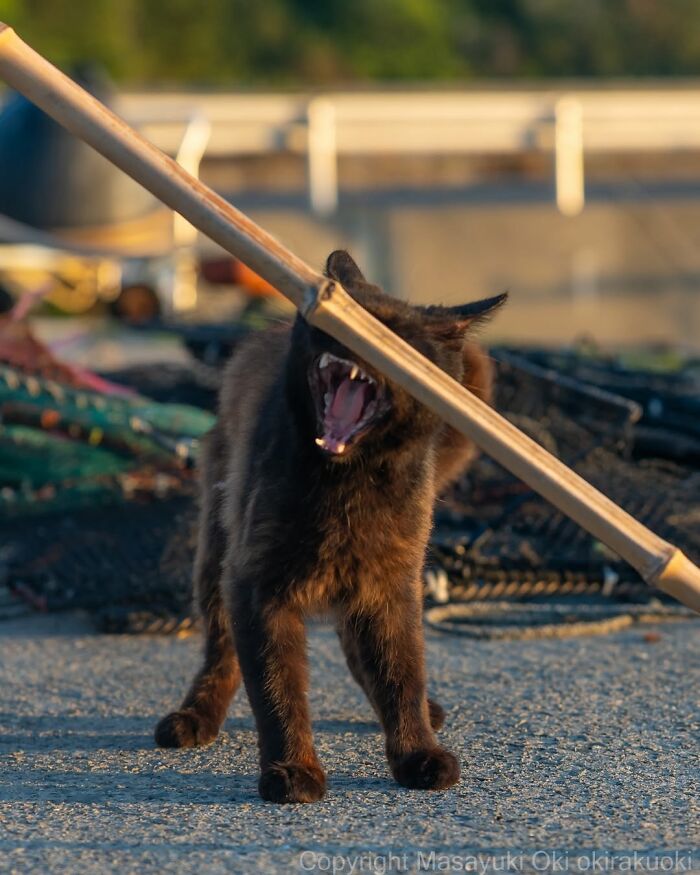 A black cat yawns wide behind a bamboo pole, revealing its teeth. Street photography capturing black cats.