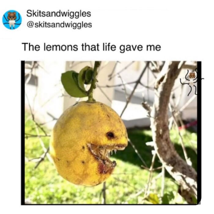 Random-Humorous-Memes