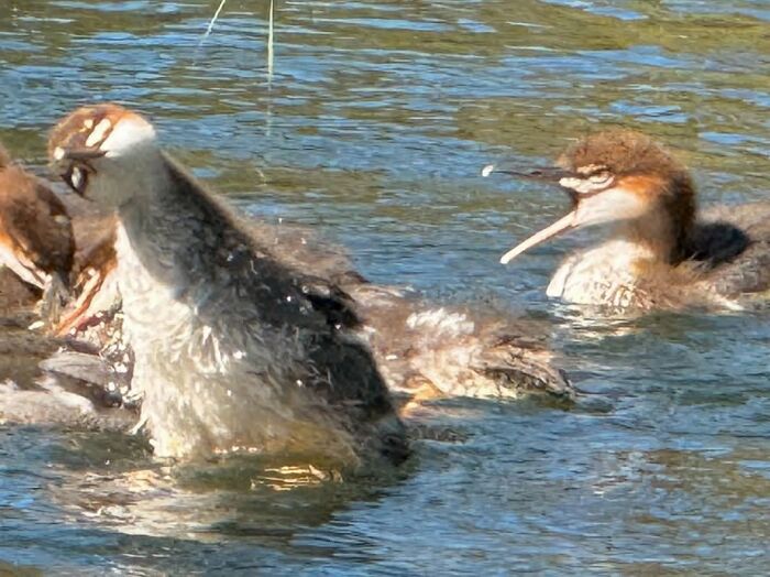 Wildlife photo of birds swimming and splashing in water