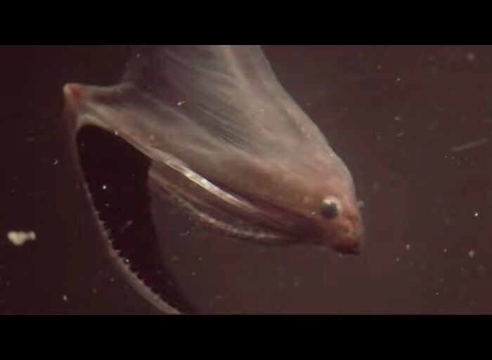 A gulper eel with its massive mouth open wide, discovered at the bottom of the ocean.