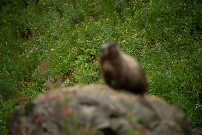 Out of focus wildlife photo of animal sitting on rock surrounded by grass