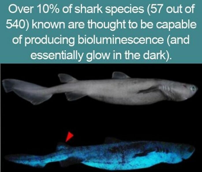 Interesting facts about bioluminescent sharks showing a glowing species in the dark