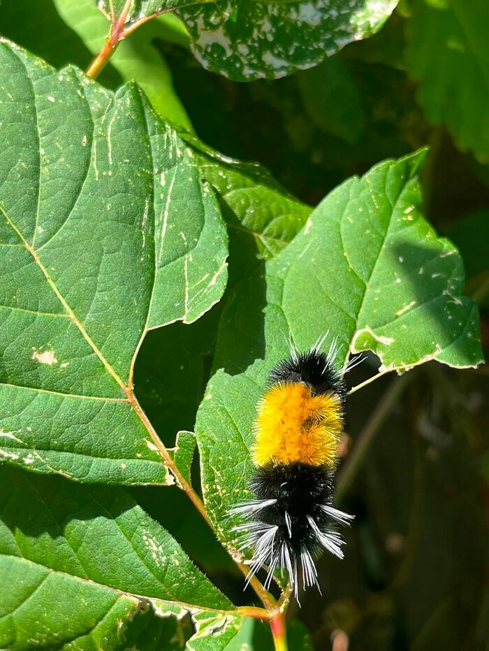Close-up wildlife photo of fuzzy black and yellow caterpillar on green leaves
