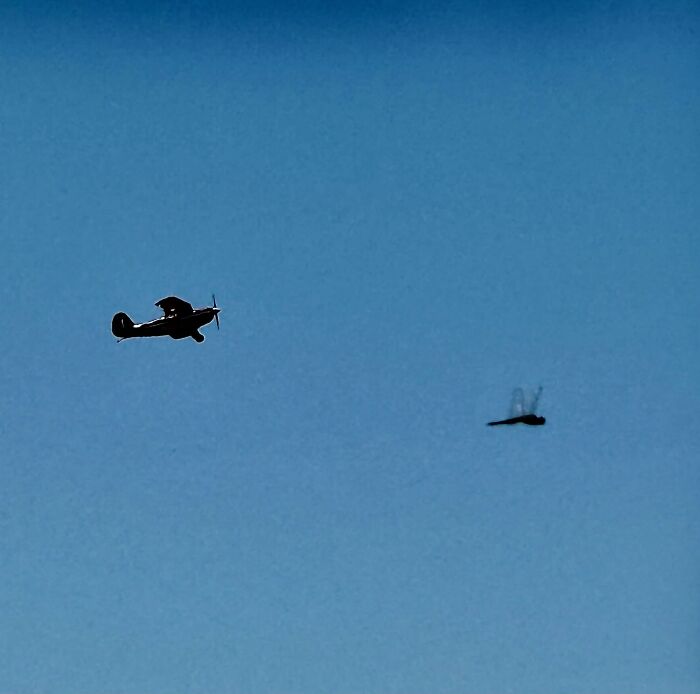 Wildlife photo of airplane and dragonfly in sky with wildlife contrast