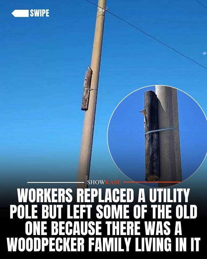 A utility pole saved for a woodpecker family, one of many wholesome stories about kindness to animals