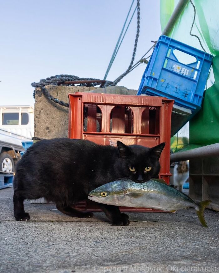 A black cat holds a large fish in its mouth next to fishing crates. Street photography showcasing black cats.