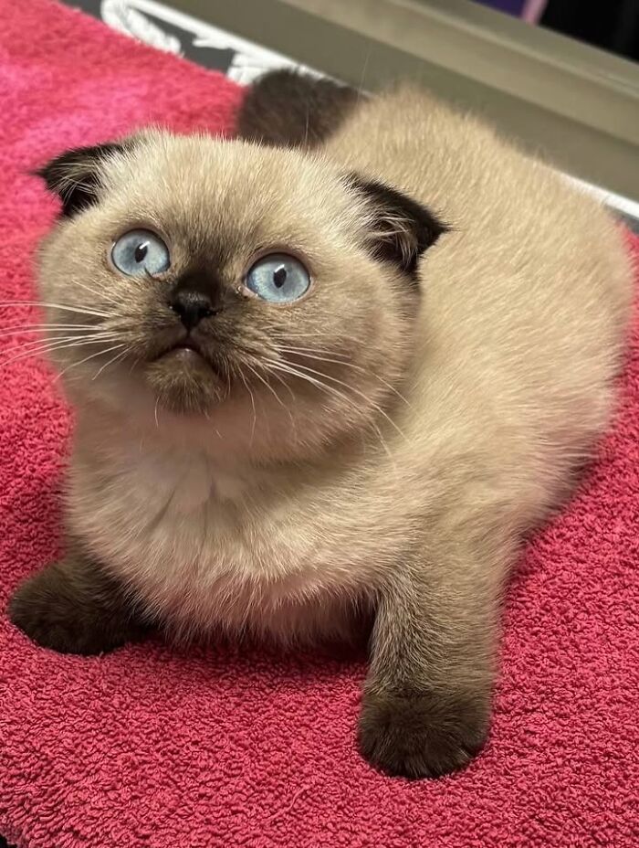 A cute Scottish Fold kitten with blue eyes and fawn fur lies on a pink towel, looking up with a funny reaction during a vet appointment.