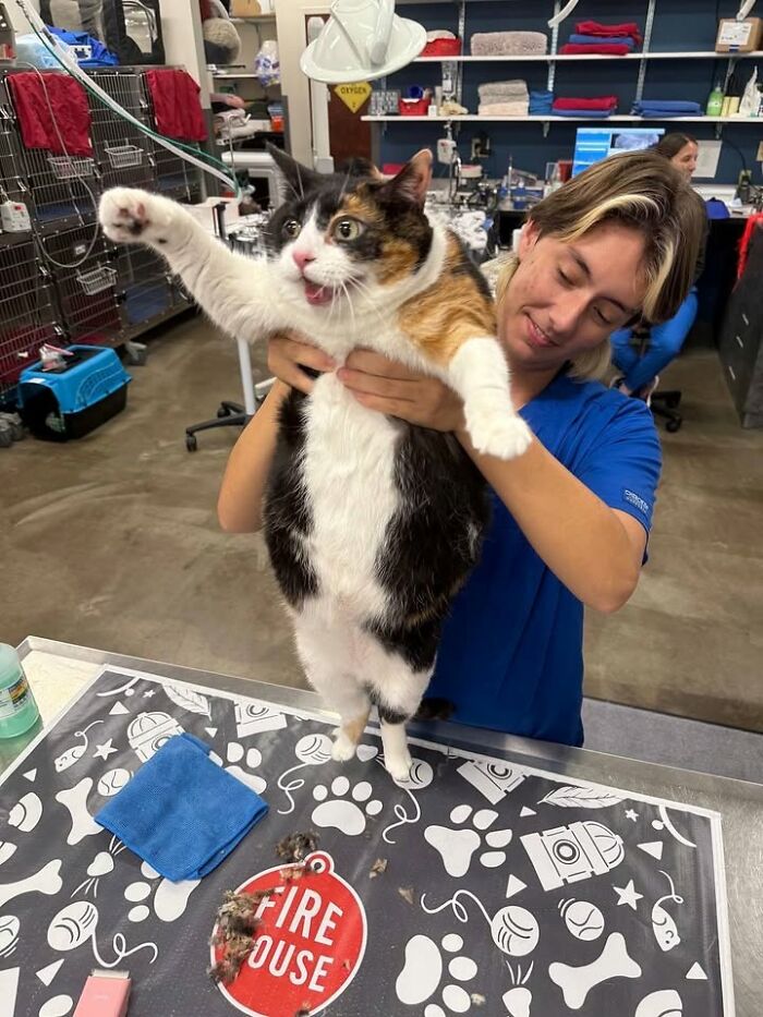 A vet technician holds a calico cat upright on a vet table, its mouth open in a funny reaction, during a vet appointment.