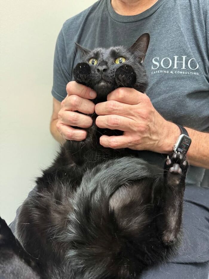 A person holds a black cat by its cheeks, making a funny face, with its paws tucked into its chest during a vet appointment.