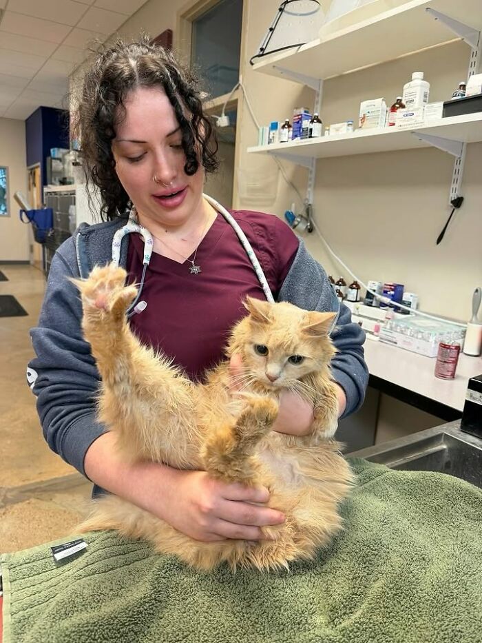 A vet holds an orange long-haired cat by its midsection, with the cat's back legs comically splayed upwards during a vet appointment.