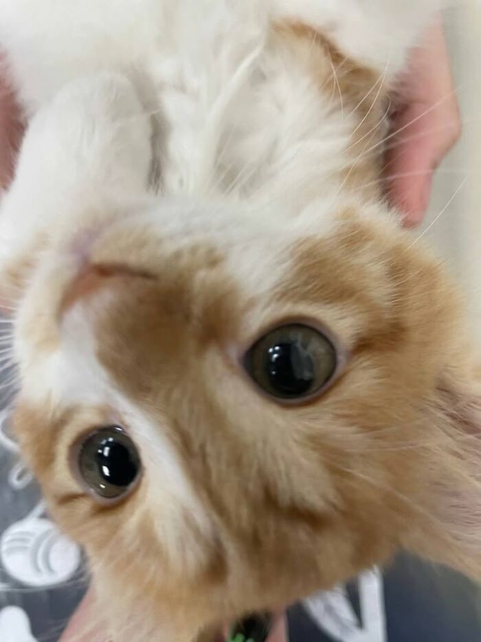 A close-up of a cat looking upside down, showing funny reactions during vet appointments.
