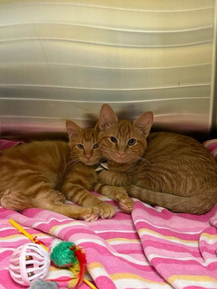 Two orange cats having funny reactions, snuggling on a pink and white striped blanket at a vet clinic.
