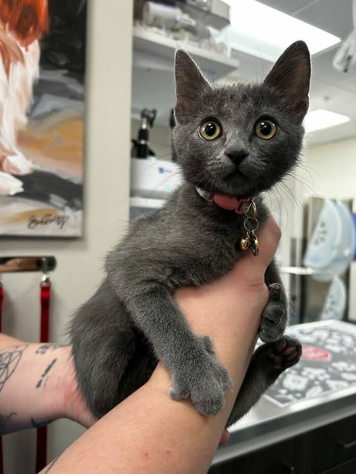 A small gray cat with big eyes is held by hands, showing funny reactions during vet appointments.
