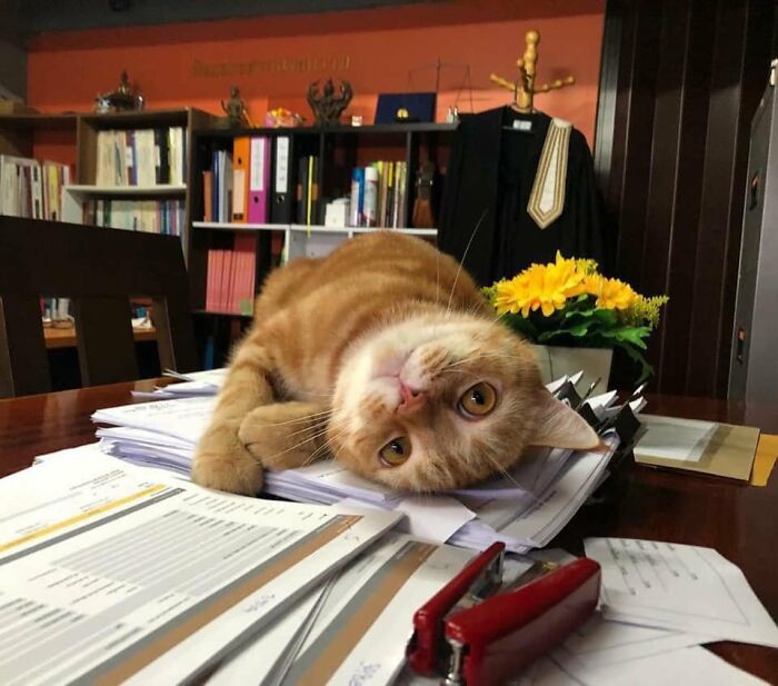 A playful ginger cat at work lies on its back on a stack of papers, taking its career seriously.