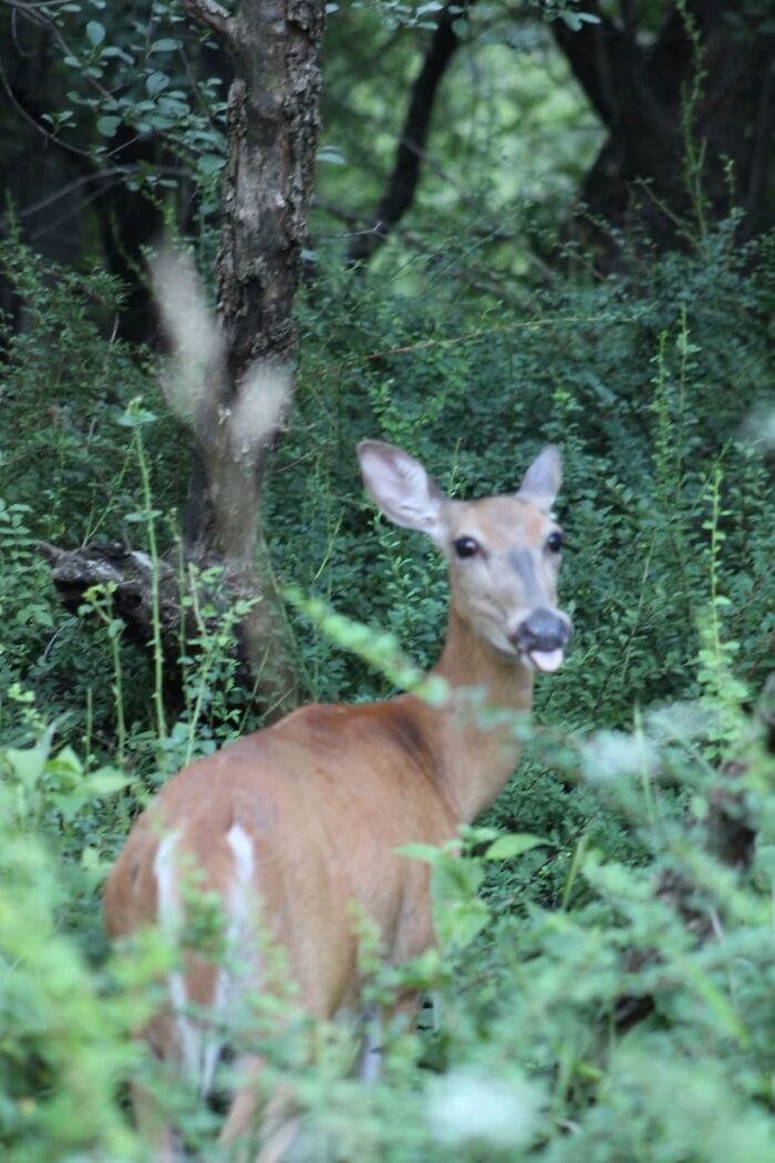 Wildlife photo of deer sticking out tongue in forest greenery