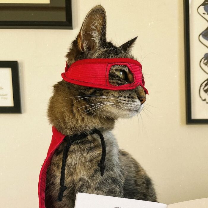 Cat everywhere, dressed as a superhero with a red mask and cape, ready for crazy adventures.
