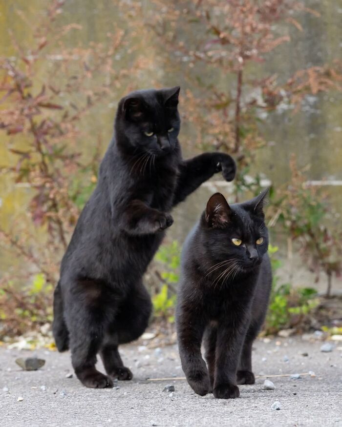 Two black cats playing; one standing on hind legs, the other watching. Street photography capturing black cats.