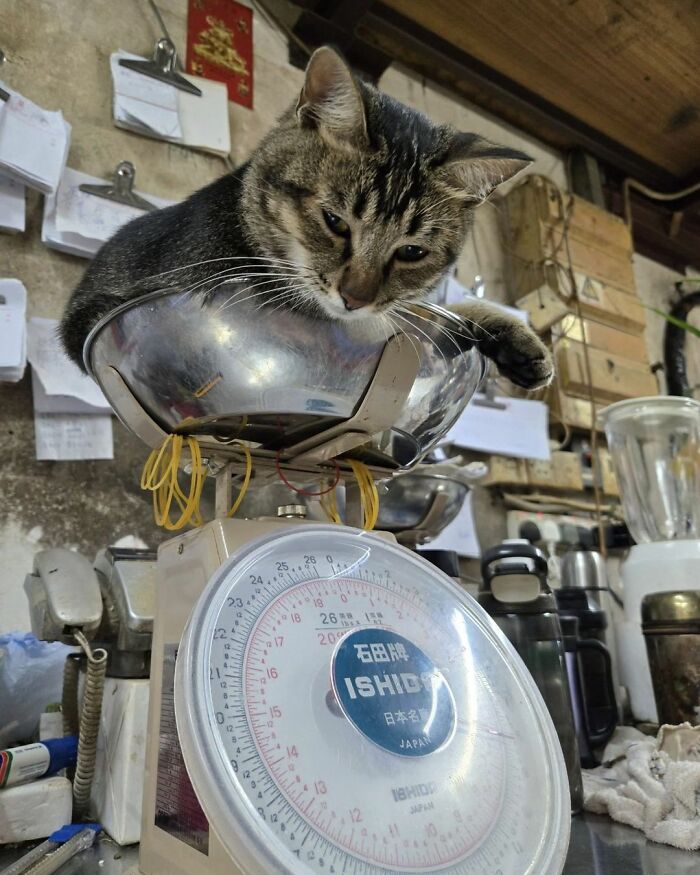 A striped cat at work, looking serious, is perched in a metal bowl on a weighing scale.