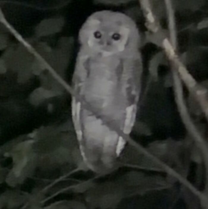 Wildlife photo of owl perched on branch at night