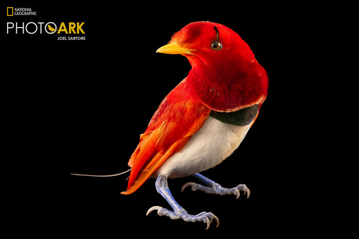 A King Bird-Of-Paradise (Diphyllodes Regius)