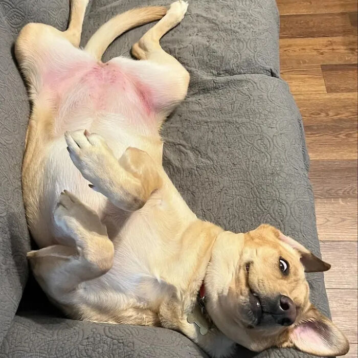 Hilarious photos of a golden retriever dog laying on its back, resembling an embarrassing family pic.