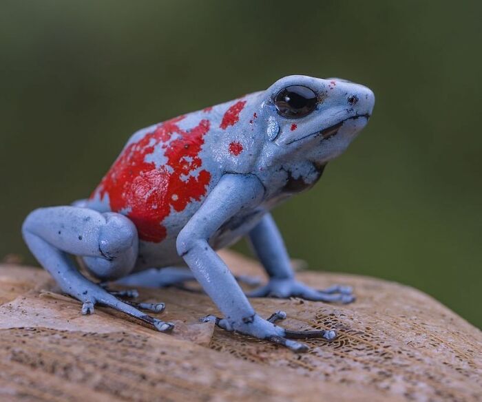 Koi Poison Dart Frog