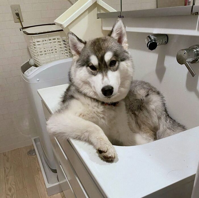 Husky dog in a white utility sink, not emotionally prepared for bath time.