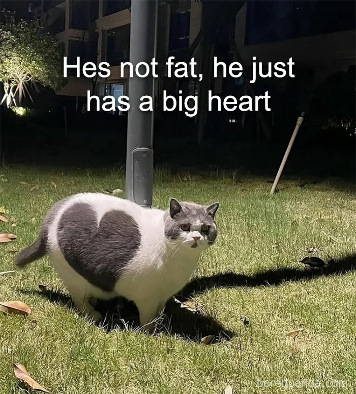 A white and gray cat with a heart-shaped marking on its fur, standing in grass, an animal meme.