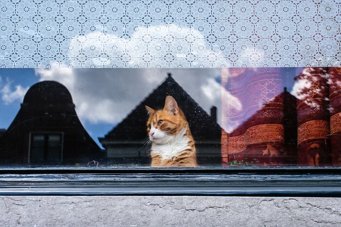 An orange and white cat sitting on a windowsill, looking outside, in Jeffrey De Keyser’s street photography.