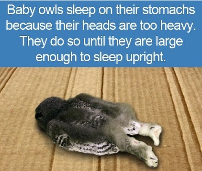 Interesting facts about baby owls sleeping on their stomachs, perfect for a fun quiz night.