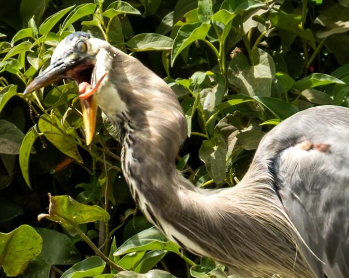 Heron with open beak eating fish in green foliage wildlife photo