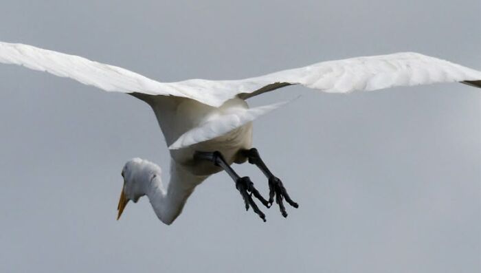 Wildlife photo of white bird in mid-flight with wings spread