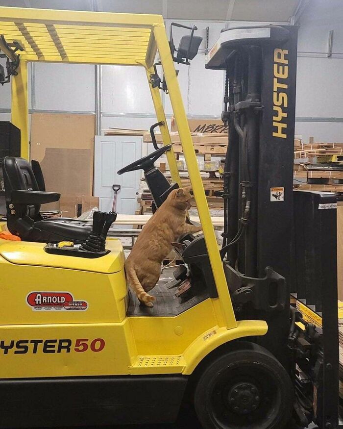 Hilarious cats at work: An orange cat stands in the driver's seat of a yellow Hyster forklift.