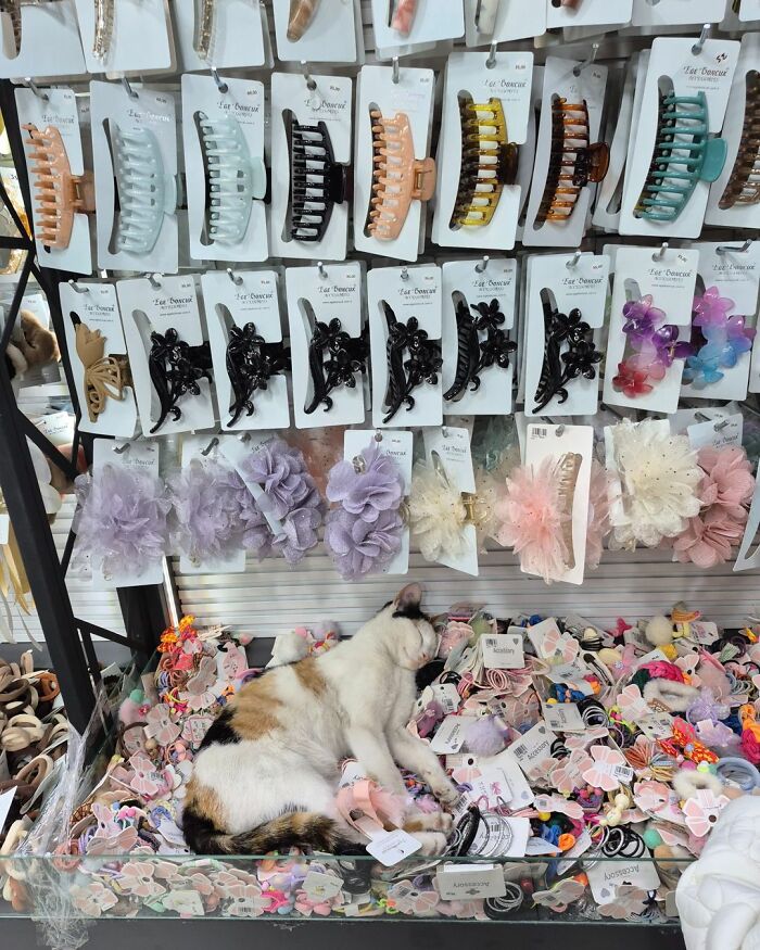 A calico cat sleeps soundly on a display of hair accessories, showcasing funny cats at work.
