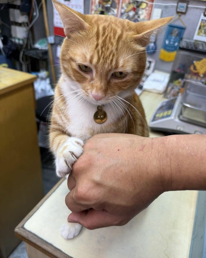 An orange tabby cat gently holds a person's hand, embodying the spirit of hilarious cats at work.