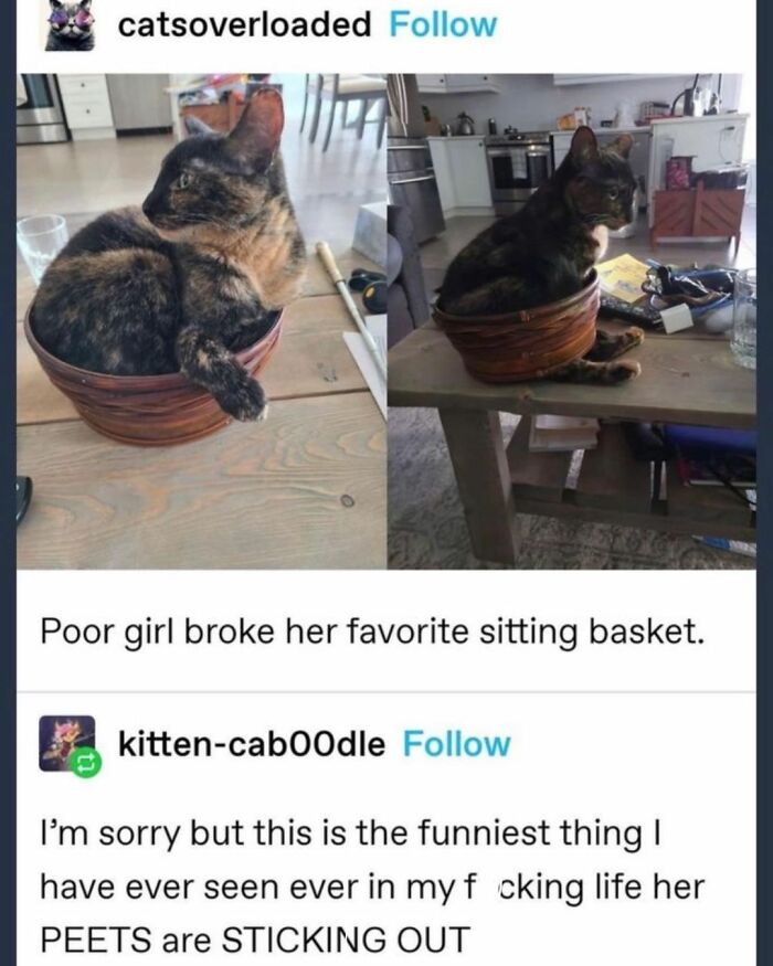 Two images of a cat meme. The first shows a cat sitting in a broken basket, the second shows the same cat looking distressed. This cat meme is sure to make you laugh.