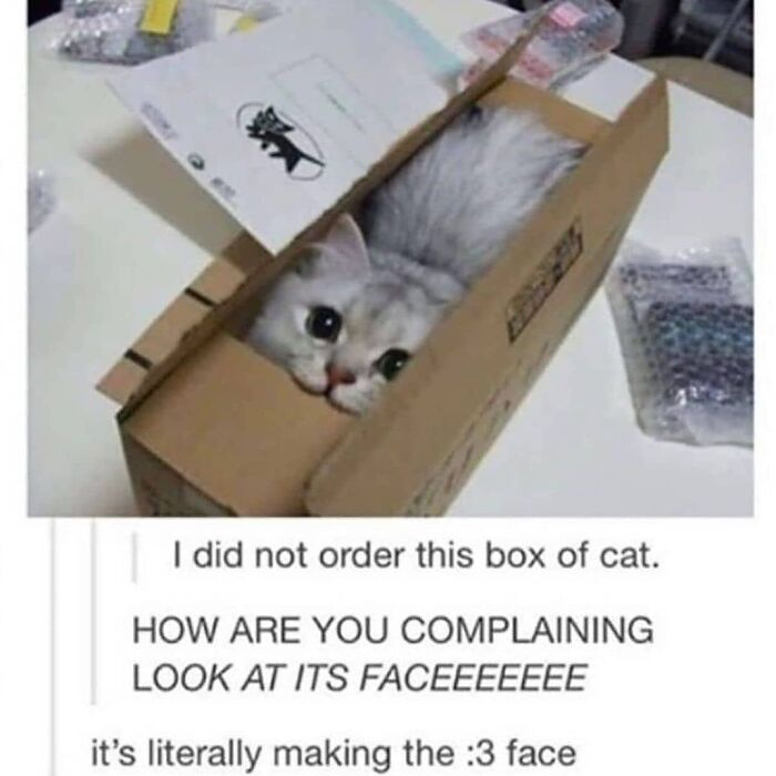A funny cat meme featuring a cute cat with big eyes peeking out of a cardboard box, looking adorable.
