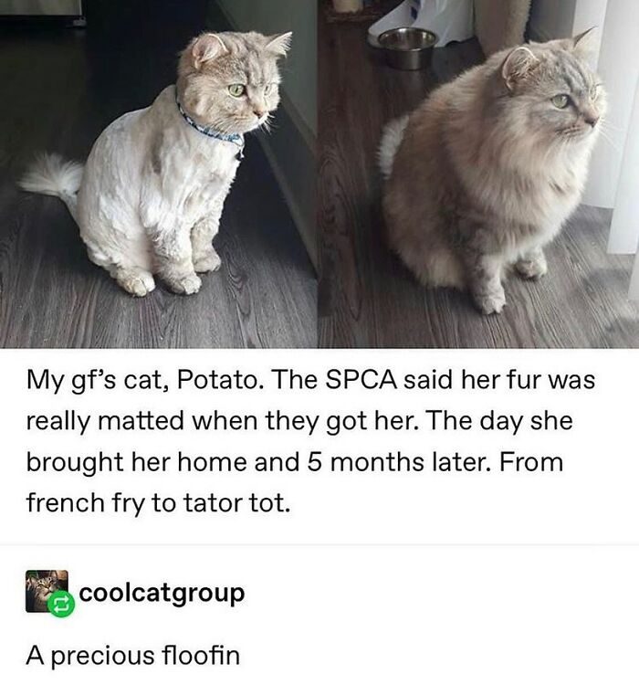 A funny cat meme showing before and after photos of a cat named Potato, from matted fur to fluffy, five months later.